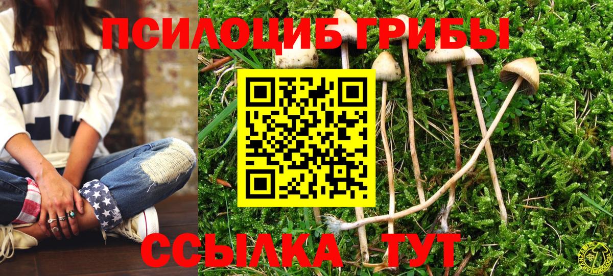 Псилоцибиновые грибы Psilocybe Богородск